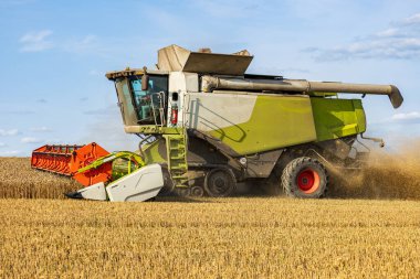 Büyük bir biçerdöver, açık mavi gökyüzünün altındaki buğday tarlasında çalışarak olgun mahsulleri toplar ve hasat için hazırlanır..