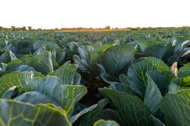 Sağlıklı lahana bitkileri gün batımının sıcacık parıltıları altında öğleden sonra geniş bir alanda güneşlenirler..