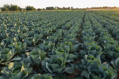 Sağlıklı yeşil lahanalar, güneş batarken kırsal bir alanda gelişir. Sıcak ışıkla manzarayı aydınlatır ve güzel bir manzara yaratır..