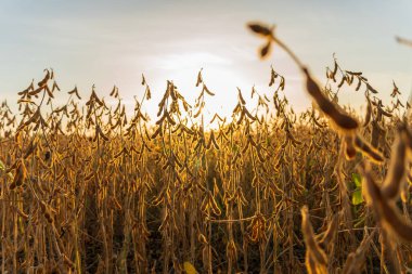 Sıralar halinde altın soya fasulyesi bitkileri batan güneşin altındaki bir tarlada dimdik durur, olgun kozalarını sergiler ve sıcak, tarımsal bir manzara yaratırlar..