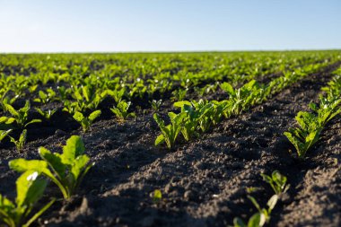 Genç şeker pancarı bitkileri temiz ve bulutsuz bir gökyüzünün altında düzenli bir tarlada yetişir. Toprak küçük bitkilerle karanlık ve kuru..