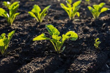 Gündüzleri şeker pancarı fabrikalarını kapatın. Genç bitkiler, Almanya 'nın kırsal kesimindeki bir çiftlikte güneş ışığı alan tarlalarda sıra sıra yetişiyor..