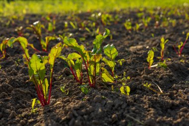 Yeşil yapraklı küçük pancar bitkilerinin sıraları ve güneş tarafından aydınlatılan kara topraktan kırmızı saplar filizlenir..