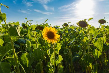 Parlak sarı ayçiçeği, mavi gökyüzünün altında, beyaz bulutlu bir tarlada açar..