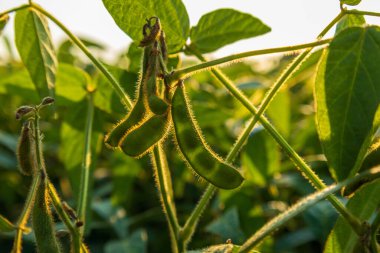 Bir tarladaki soya fasulyesi bitkilerinin yakın çekimi. Kapsüller ve yapraklar görünür, yaz mevsimi boyunca altın saatin sıcacık ışığında yıkanırlar..