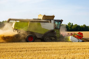 Büyük bir hasat makinesi olgunlaşmış buğdayı güneşli bir tarlada toplar ve yazın ekinlerin arasında hareket eden toz bulutları yaratır..