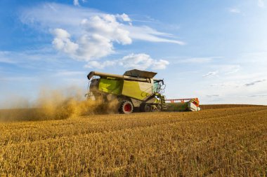 Bir biçerdöver, altın bir buğday tarlasında çalışır. Toz bulutları, öğleden sonra gökyüzünün altında yükselirken ekinleri toplar..