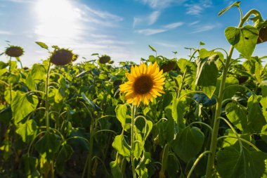 Geniş bir tarlada yemyeşil yaprakların arasında tek bir ayçiçeği açar, açık bir günde güneş ışığıyla aydınlanır..