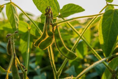 Yeşil soya tohumları canlı bitkilerden sarkır, bir çiftlikte öğleden sonra güneşinin sıcacık parıltısıyla aydınlanır..