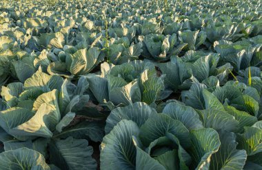 Sıralar dolusu sağlıklı, yeşil lahana sıcak güneş ışığı altında gelişir ve bereketli bir manzarayı gün batımında hasat için hazır hale getirir..