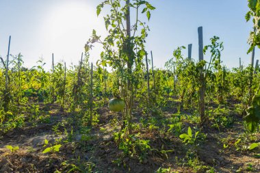 Sıralar halinde sağlıklı domates bitkileri sıcak bir günde güneşlenerek zengin yeşil yapraklar ve gelişmekte olan meyveler sergiliyor..