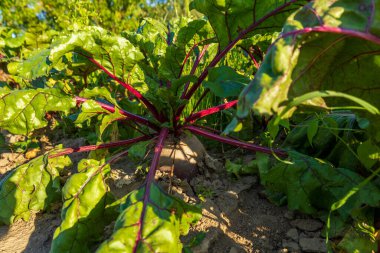 Pancar bitkileri bahçedeki büyük yeşil yapraklarla büyür, ılık yaz güneşinin tadını çıkarırlar. Toprak dokular yeşilliği tamamlıyor..