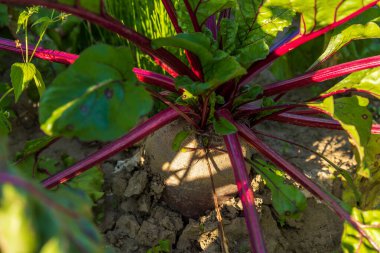 Yeşil yapraklarla çevrili zengin topraklarda bir pancar kökü gelişiyor. Güneş ışığı bitkinin üzerinde çarpıcı gölgeler oluşturuyor..