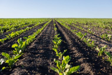 Genç şeker pancarı bitkileri, parlak güneş ve açık mavi gökyüzü altında gelişen tarlalar boyunca düzenli sıralar halinde dizilmişlerdir..