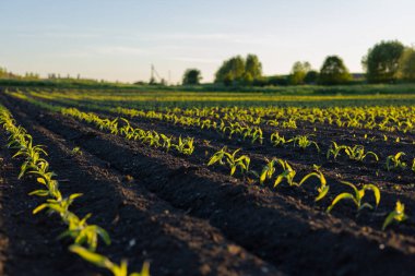 Parlak yeşil filizler, sakin kırsal bir ortamda, sabah güneşi tarafından aydınlatılan düzenli olarak koyu topraktan çıkıyor..