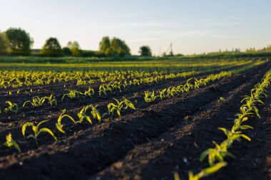 Genç yeşil bitkilerin sıraları karanlık bir toprak tarlasında uzanıyor, akşam güneşinin sıcacık parıltısında güneşleniyorlar..