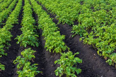 Patates bitkileri düzenli olarak gelişiyor, kırsal bölgedeki açık gökyüzünün altında yemyeşil yaprakları gösteriyor..