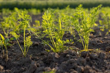 Genç havuç bitkileri, parlak güneş ışığı altında, kırsal bir alanda, verimli bahar bahçıvanlığını gözler önüne sererek zengin topraklarda gelişir..