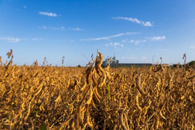 Güneşli soya fasulyesi, engin bir tarlada dikilir, hasada hazır, parlak mavi gökyüzünün altında canlı bir altın rengi sergiler..