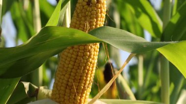 Farmers gather ripe corn from a lush maize field under clear blue skies, showcasing the harvest's bounty during prime season