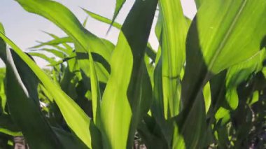 Green corn plants rise tall in the field, basking in sunlight as they prepare for the upcoming harvest season and showcase their growth