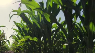 Rows of healthy corn plants sway gently in the wind under a clear blue sky in a rural farming area during harvest season