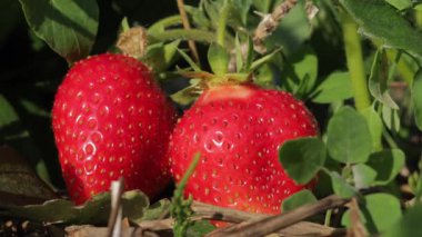 Farmers gather juicy strawberries in a beautiful field, showcasing the vibrant colors of ripe berries among greenery