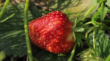 Watch as ripe strawberries are carefully harvested from a vibrant farm field, showcasing the beauty of nature and healthy growth