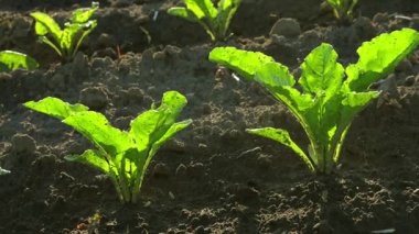Young beet plants sprout from the rich soil in a thriving field, soaking up sunlight and preparing for future harvest