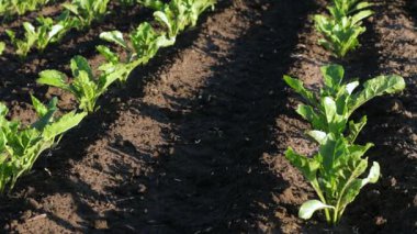 Sugar beets thrive in a rich farm field, showcasing their vibrant green leaves and steady growth during the harvest period