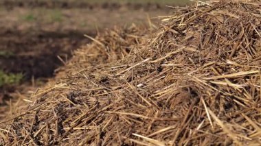 Manure is applied to fields to enhance soil quality, aiding in crop growth and sustainable farming practices