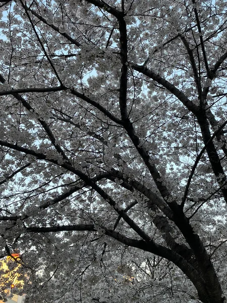 Cherry Blossom Afternnon — Stock Photo, Image