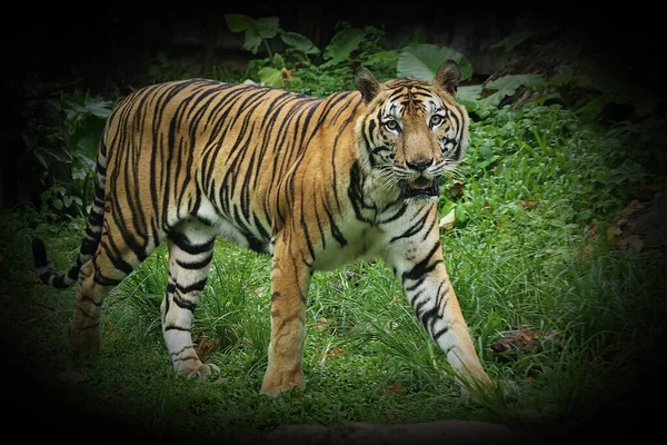 Espécies Ameaçadas Extinção Tigres Tigres Panthera Poderoso Gato Selvagem — Fotografia de Stock
