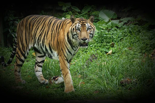 Hotade Arter Tiger Eller Panthera Tigris Det Kraftfull Stor Vildkatt — Stockfoto