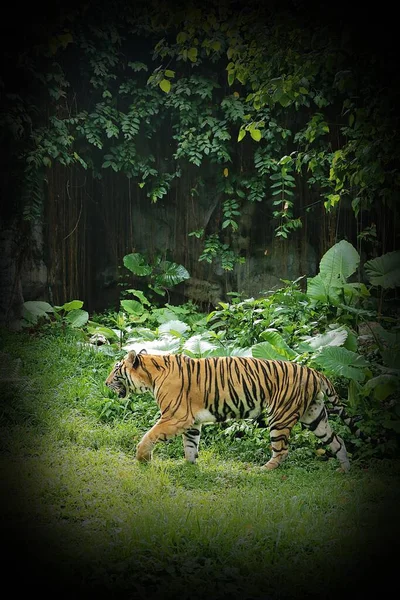 Gefährdete Arten Tiger Oder Panthera Tigris Ist Eine Mächtige Große — Stockfoto