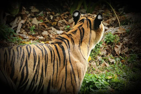 Hotade Arter Tiger Eller Panthera Tigris Det Kraftfull Stor Vildkatt — Stockfoto