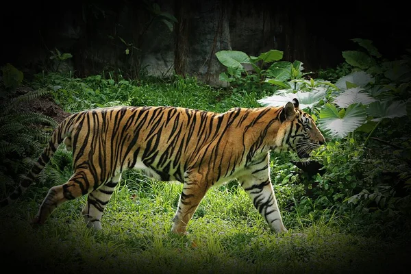絶滅危惧種のトラやパンテラ ティグリスは強力な大型野良猫です — ストック写真