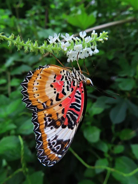 Leopard Lacewing Eating Nectar Florida Fiddlewood Flowers — Stock Photo, Image