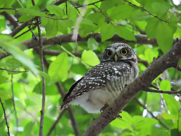Spotted owlet, Yellow eyes, wide eyebrows and white rings, dark gray face, dark gray head and upper body. There are scattered white spots. The chest and flanks have dark gray and white stripes. The belly is white.