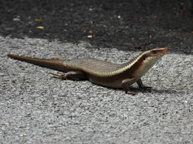 Eutropis carinata, yan şerit, ince görünüm, benekli uzuvlar, kızılımsı göbek rengi ve nispeten daha kısa bacaklar.