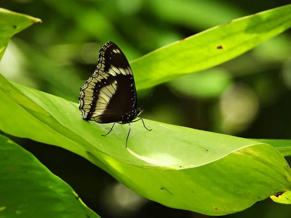 Great Eggfly Perched Leaf Upper Wings Have White Spots Small — Stock Photo, Image