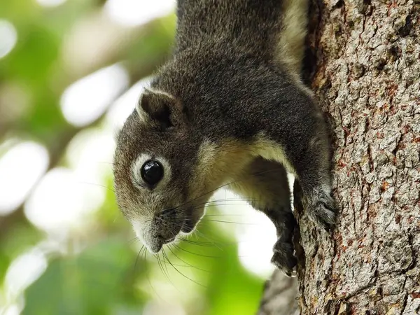 Finlayson Squirrel 在曼谷的公园里找到食物 灰色的毛皮 — 图库照片