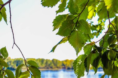 Mavi gökyüzüne karşı bir ağaç dalında yeşil yaprak.