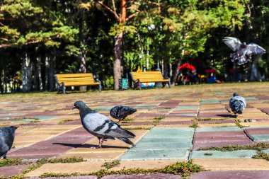 Parktaki güvercinler