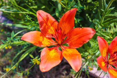 Güzel zambak, turuncu renkli.