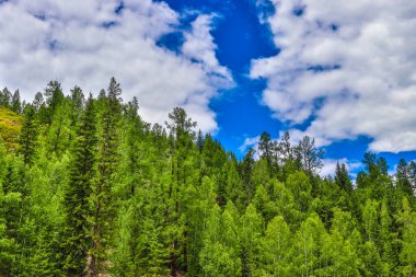 yeşil ağaçlar ve mavi gökyüzü