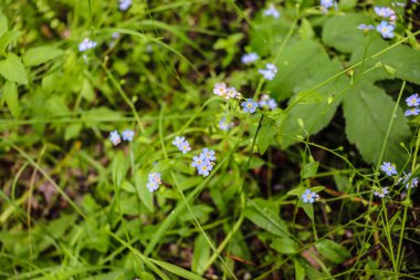 doğada mavi çiçekler