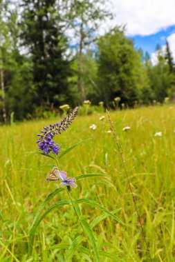 Dağlarda mor kır çiçekleri