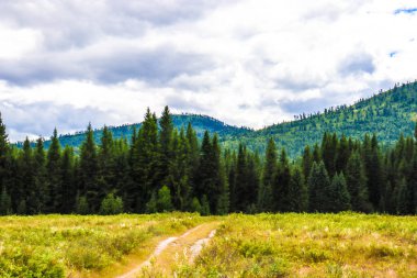 Kazakistan 'ın doğusundaki ormandaki dağ yolu.