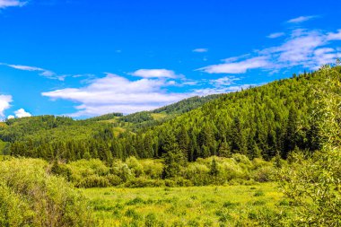 Ormandaki bir dağla yaz manzarası